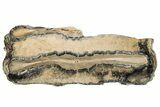 Mammoth Molar Slice with Case - South Carolina #193852-2